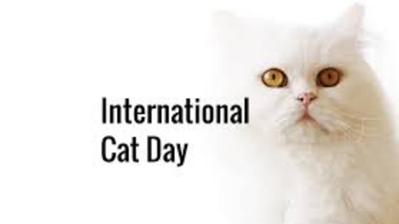 International_Cat_Day_3.jpg
