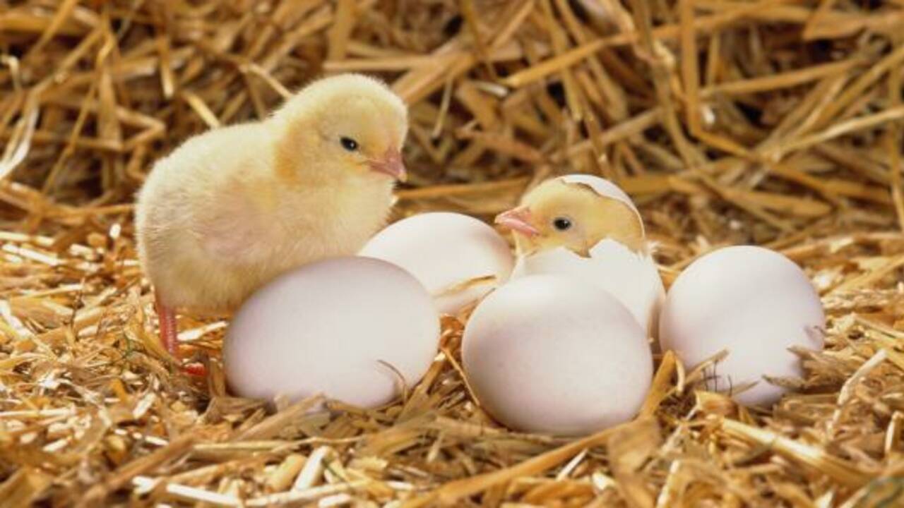 chicks_hatching.jpg