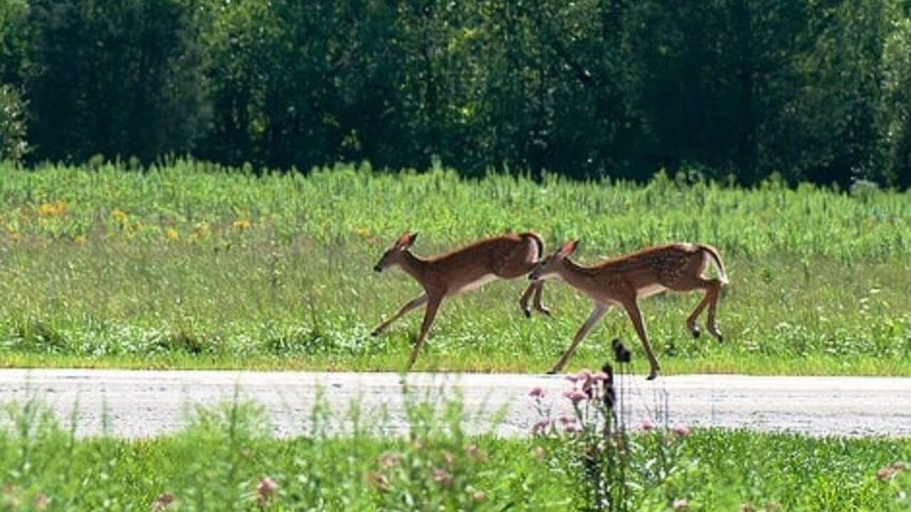deerpx.jpg
