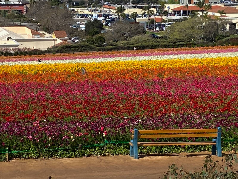 Carlsbad_Flower_Fields_4.jpg