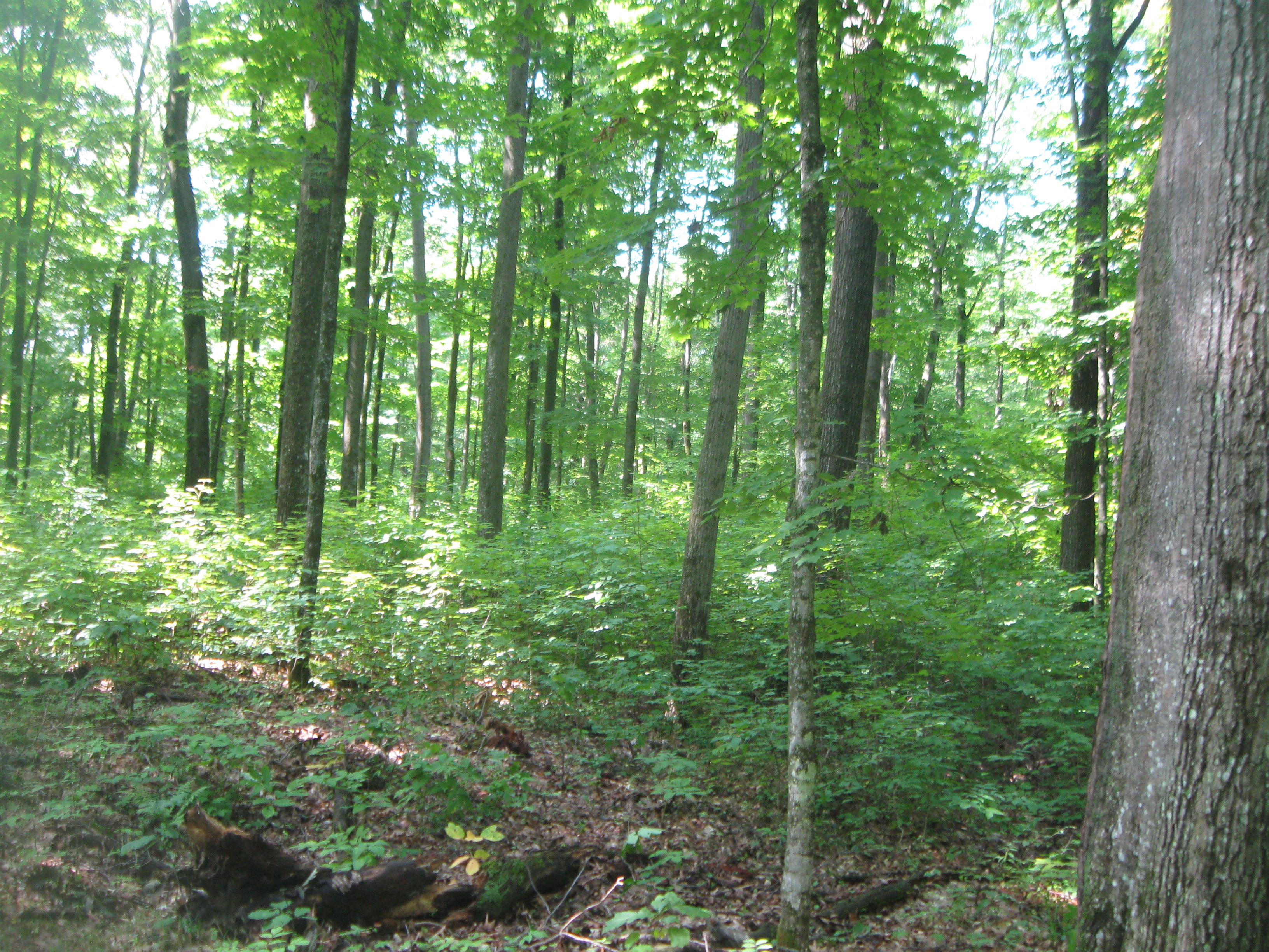 WANTED! LINCOLN COUNTY FOREST HUNTING TIMBER LAND!