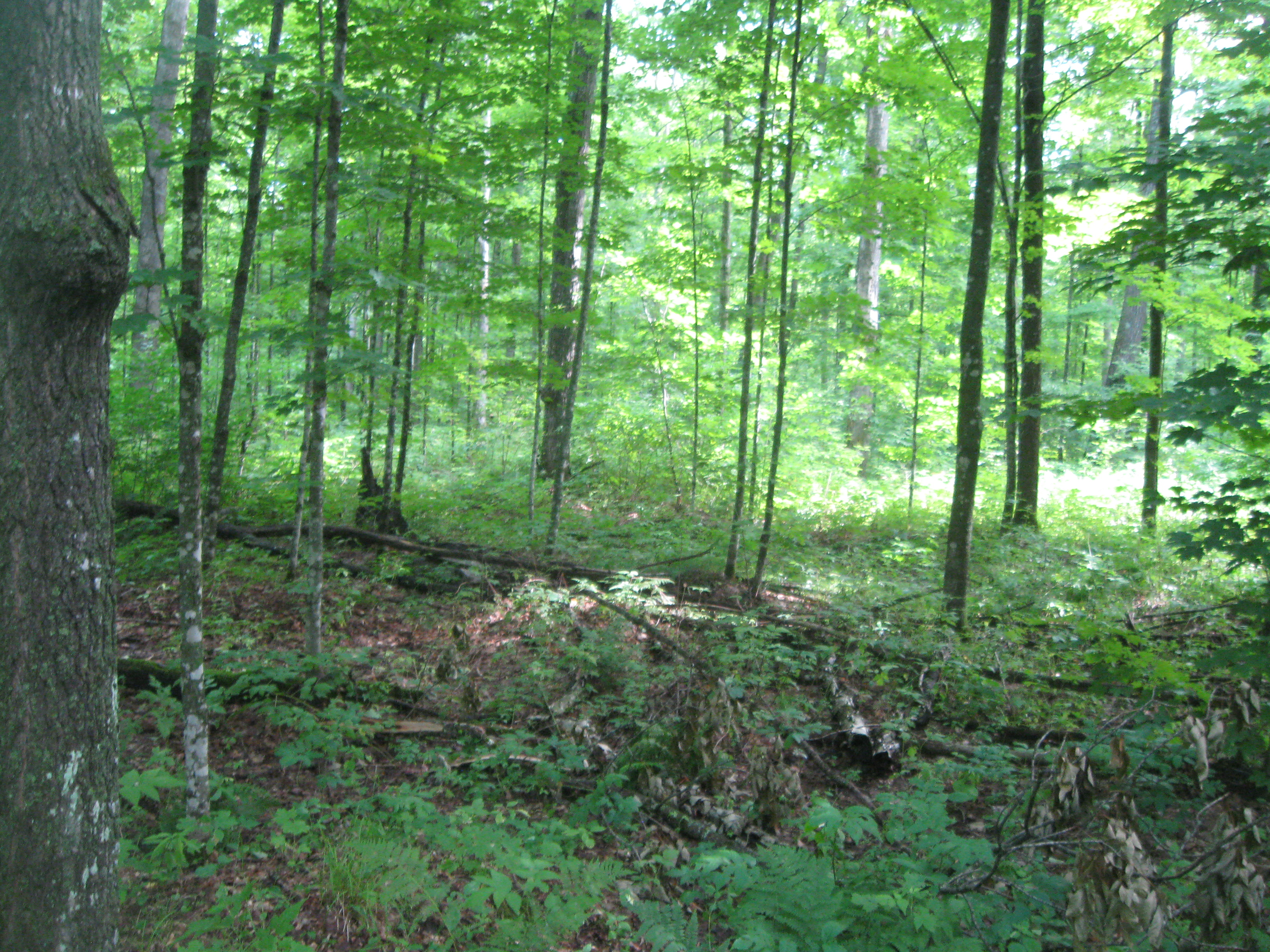 WANTED! LANGLADE COUNTY FOREST HUNTING TIMBER LAND!