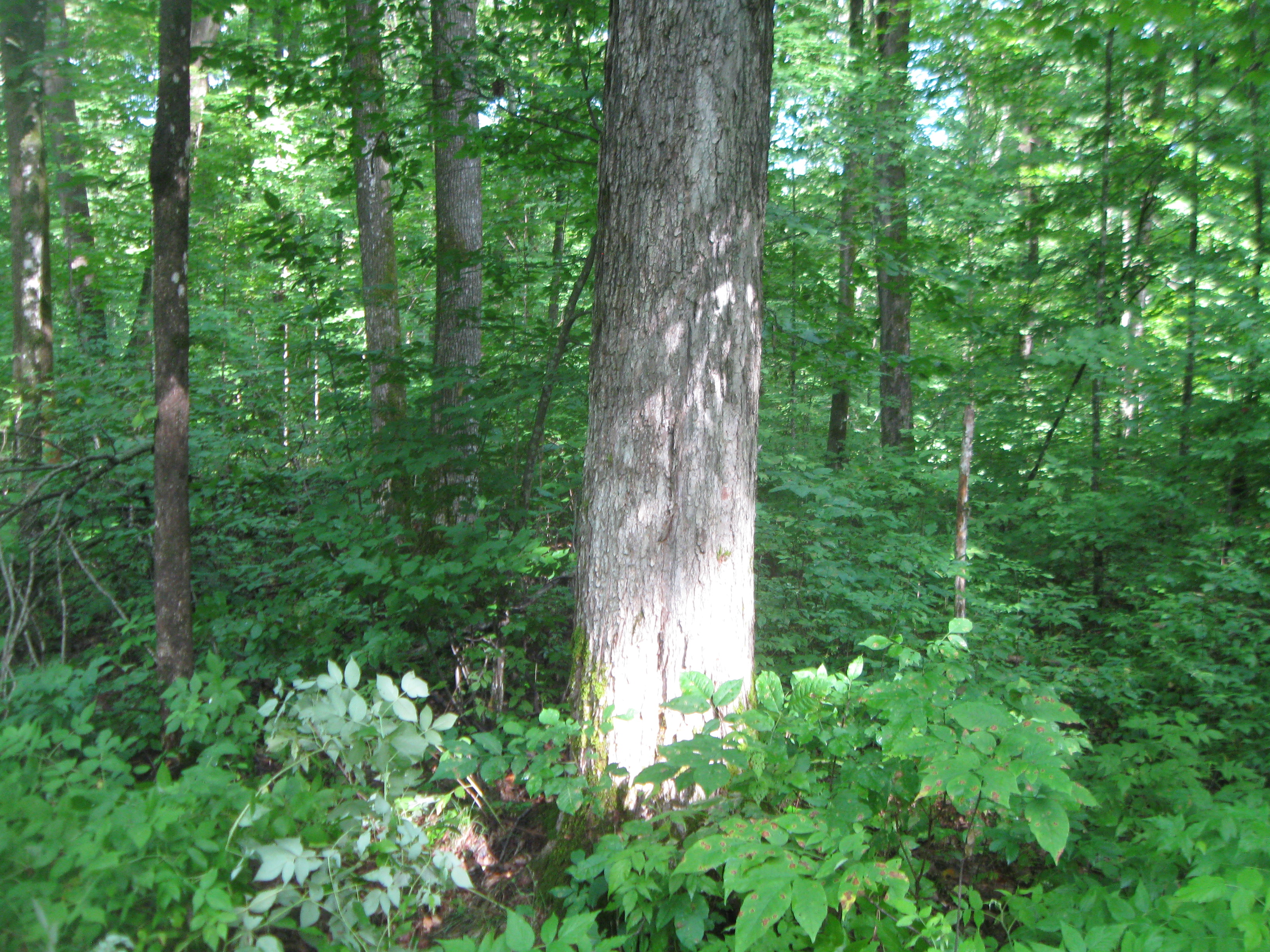WANTED! SAWYER COUNTY FOREST HUNTING TIMBER LAND