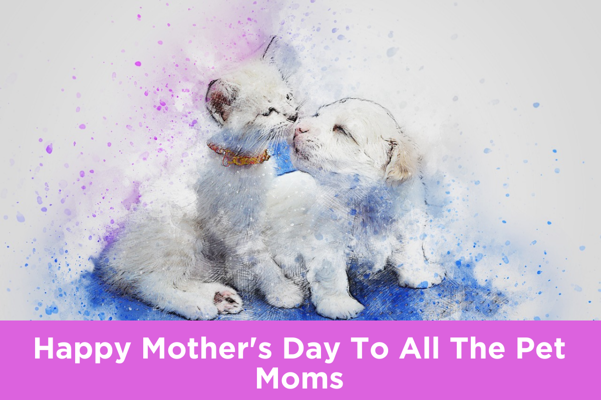 Happy Mother's Day To All The Pet Moms... You Count, To