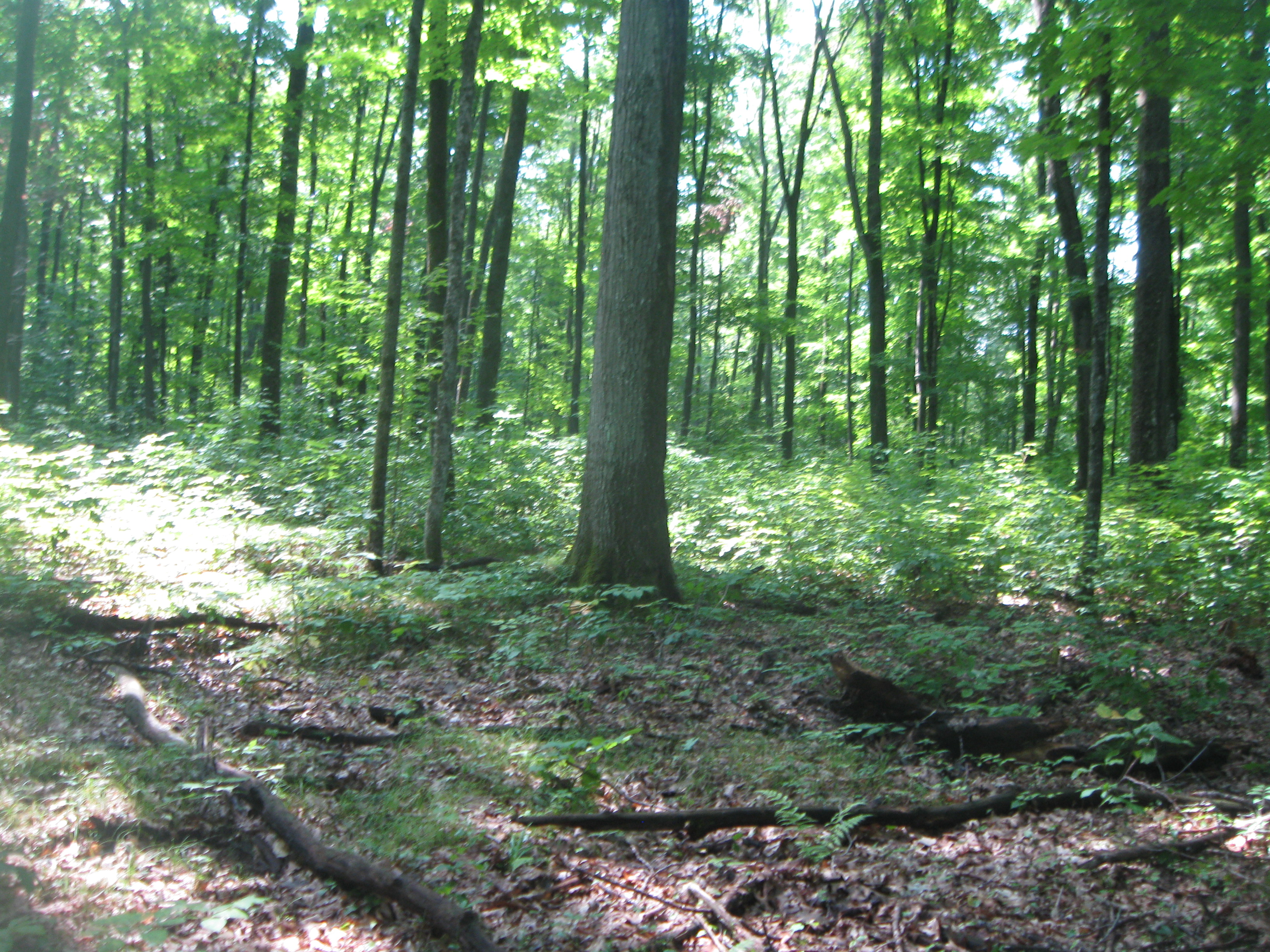 WANTED! BAYFIELD COUNTY FOREST HUNTING TIMBER LAND!