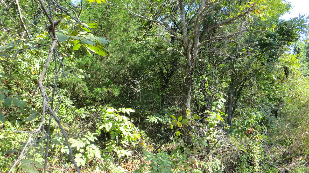 Land_for_Sale_in_the_Ozarks4.JPG