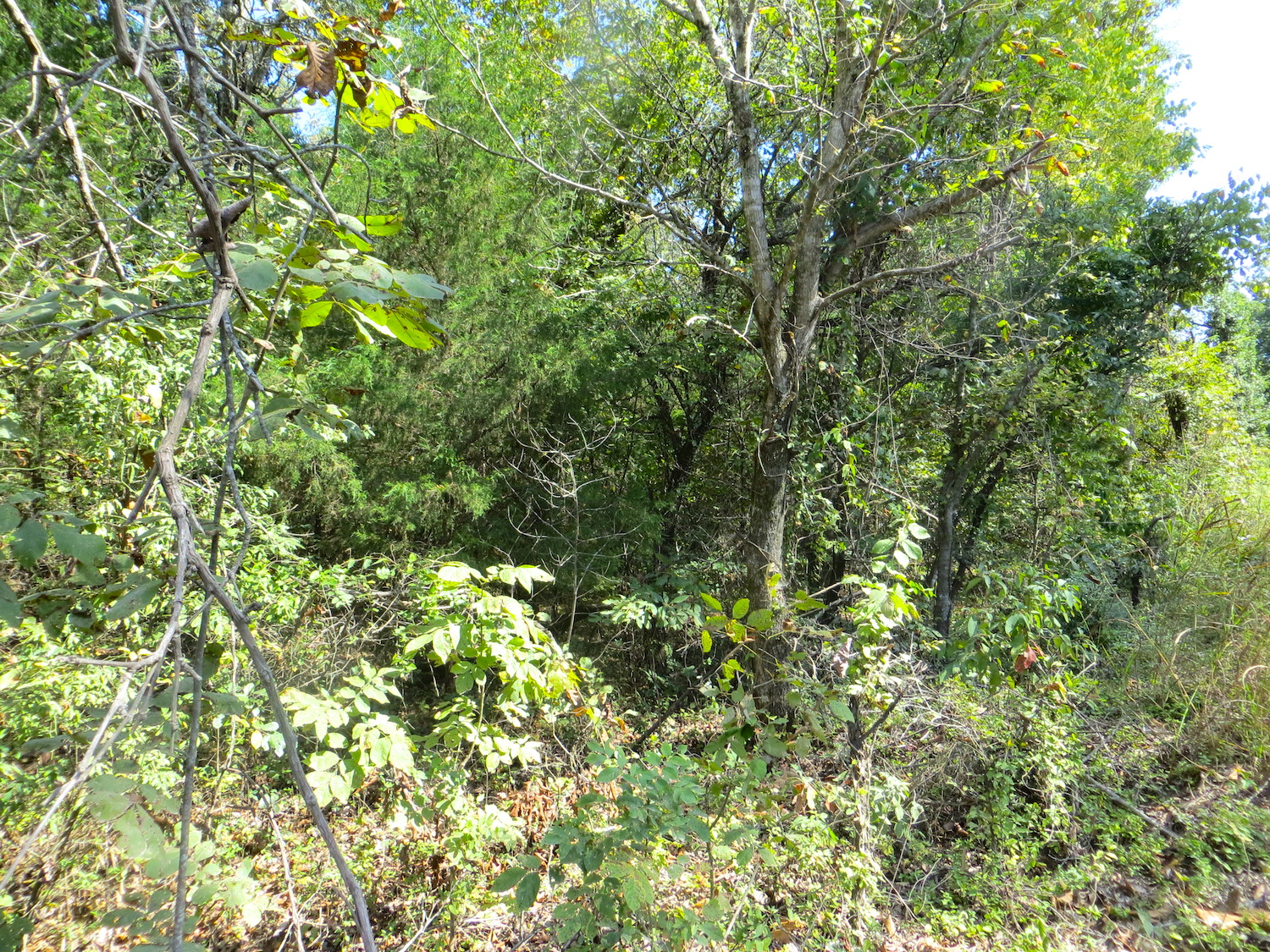 Vacant Land for Sale in the AR Ozarks