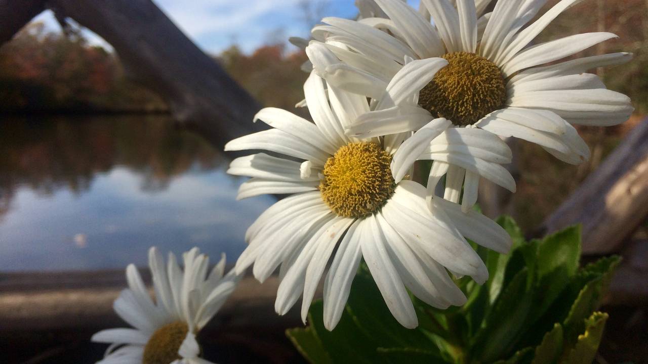 bayard_cutting_arboretum_great_river_new_york_flowers_by_laura_cerrano.jpg