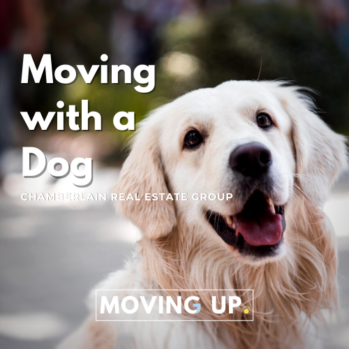 Moving with a Dog