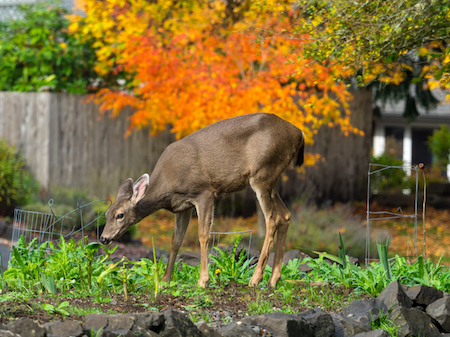 How to Keep Deer from Your Garden