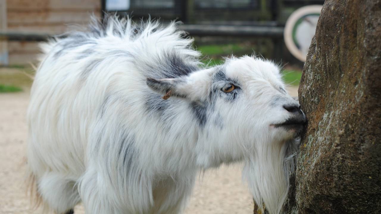 goat-4476249_1920.jpg