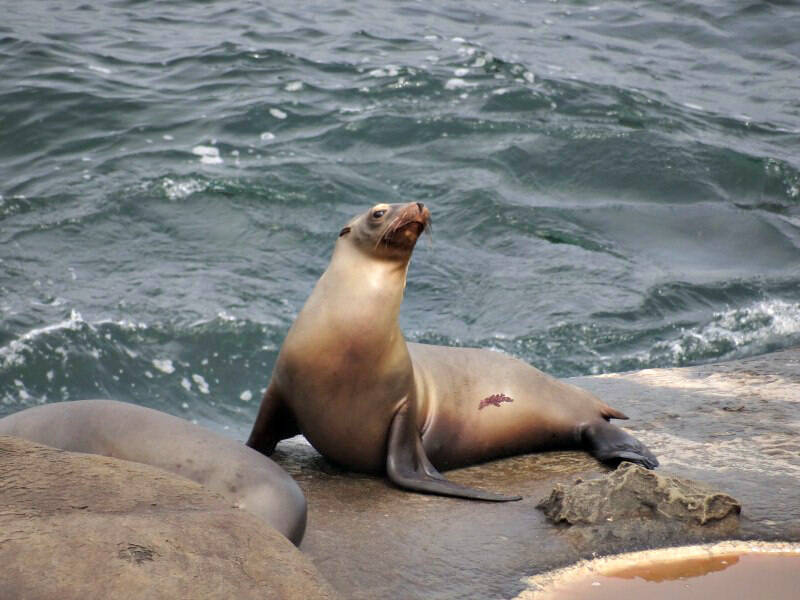 Sea_Lion_at_La_Jolla_Cove.JPG