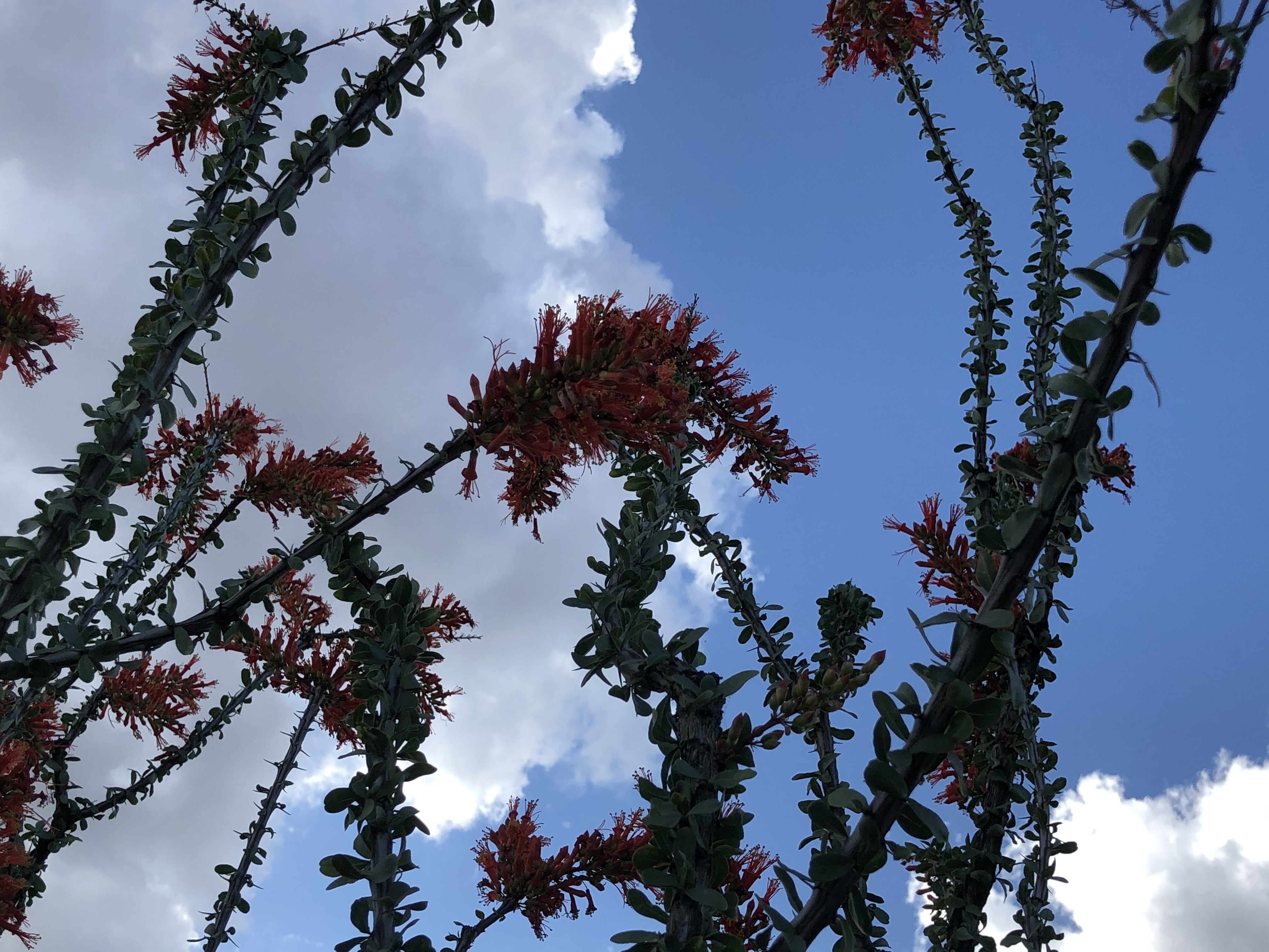 Ocotillo on Arizona