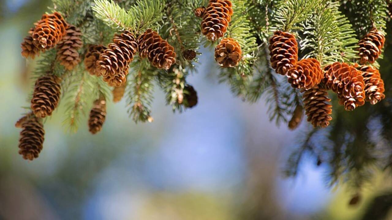 pine-cones-ge0edb0d4d_640.jpg