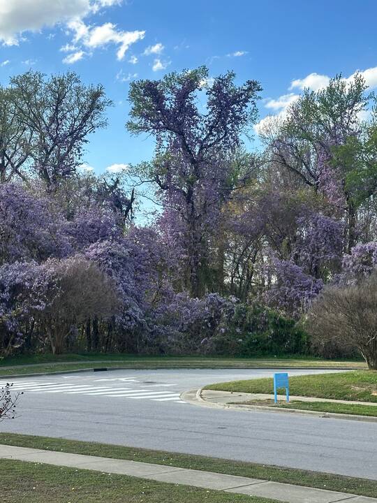 Wisteria_in_NC.jpeg