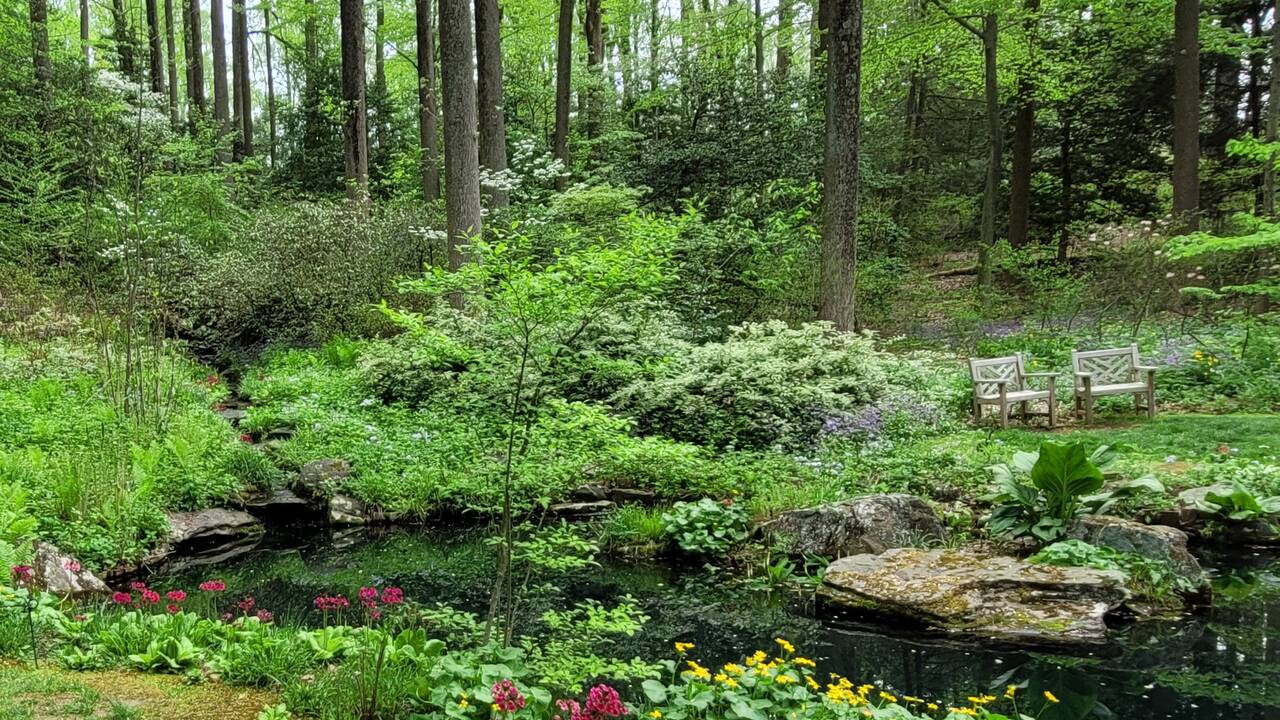 primrose_pond.jpg