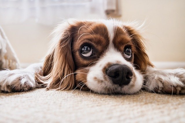 why-do-stains-reappear-on-carpet-what-s-the-cause