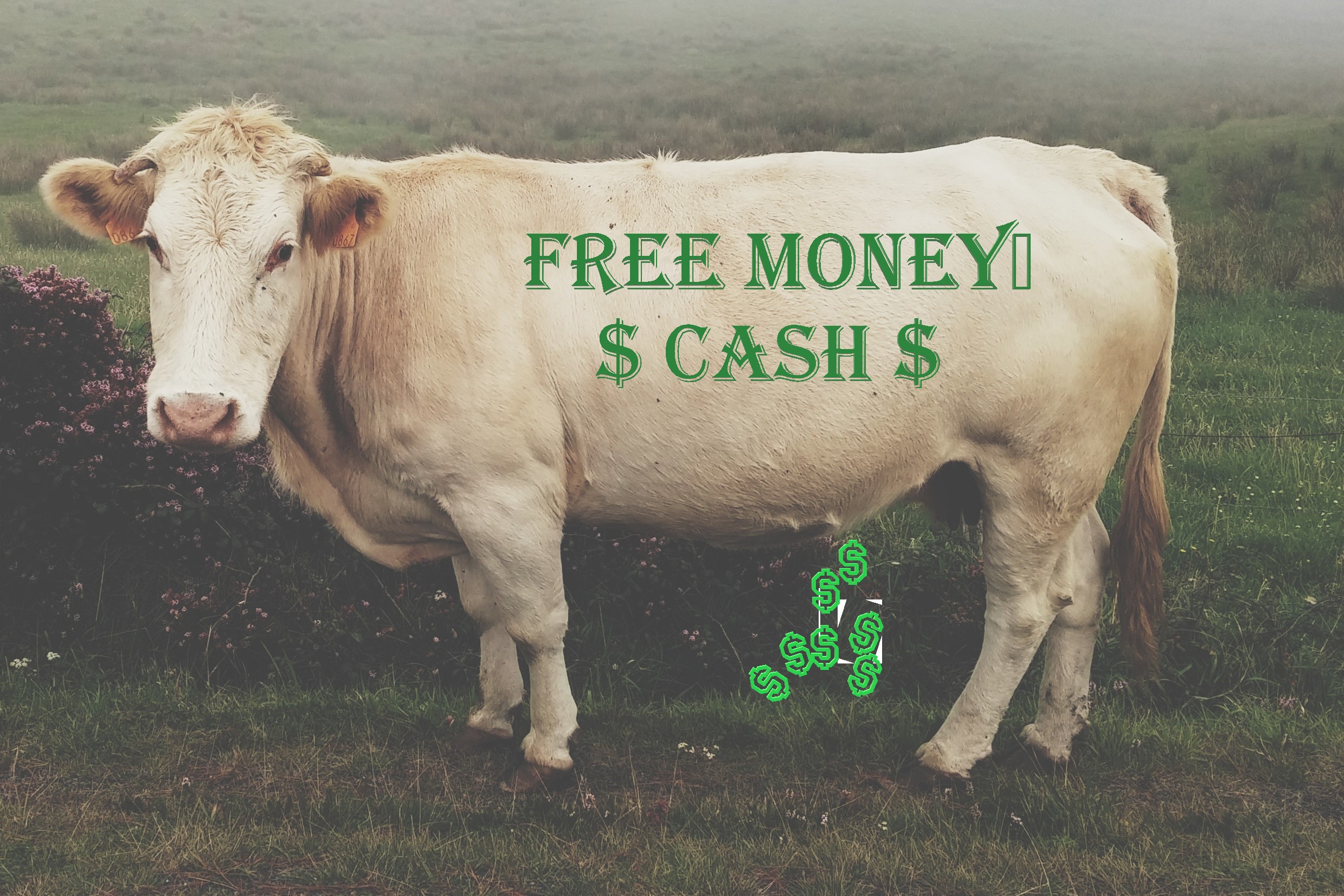 cow cash living september am