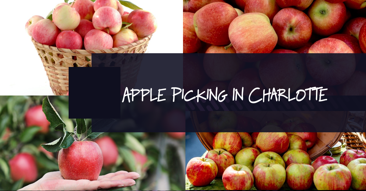 It's Apple Picking Season In Charlotte!