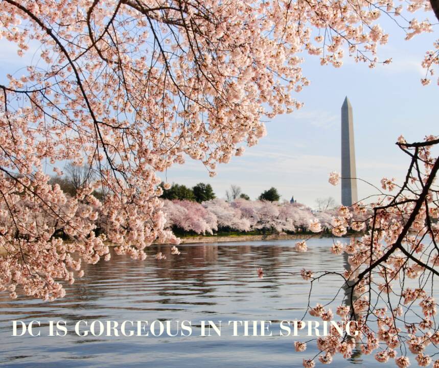 DC_IS_GORGEOUS_IN_THE_SPRING.png