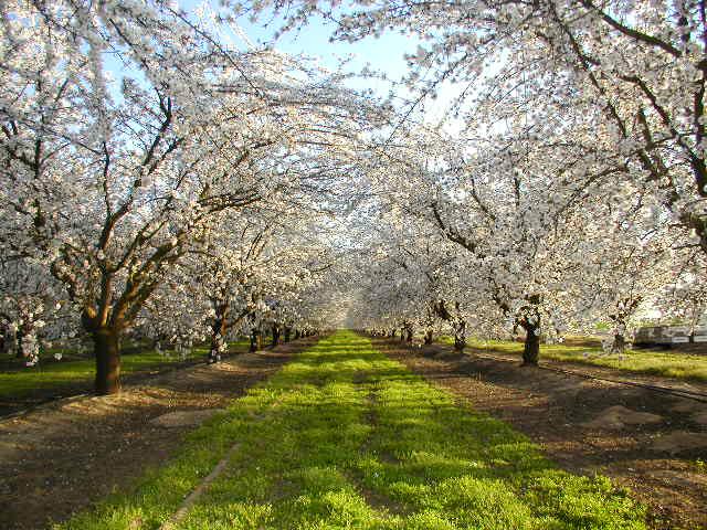Almond_Orchard_2.jpg