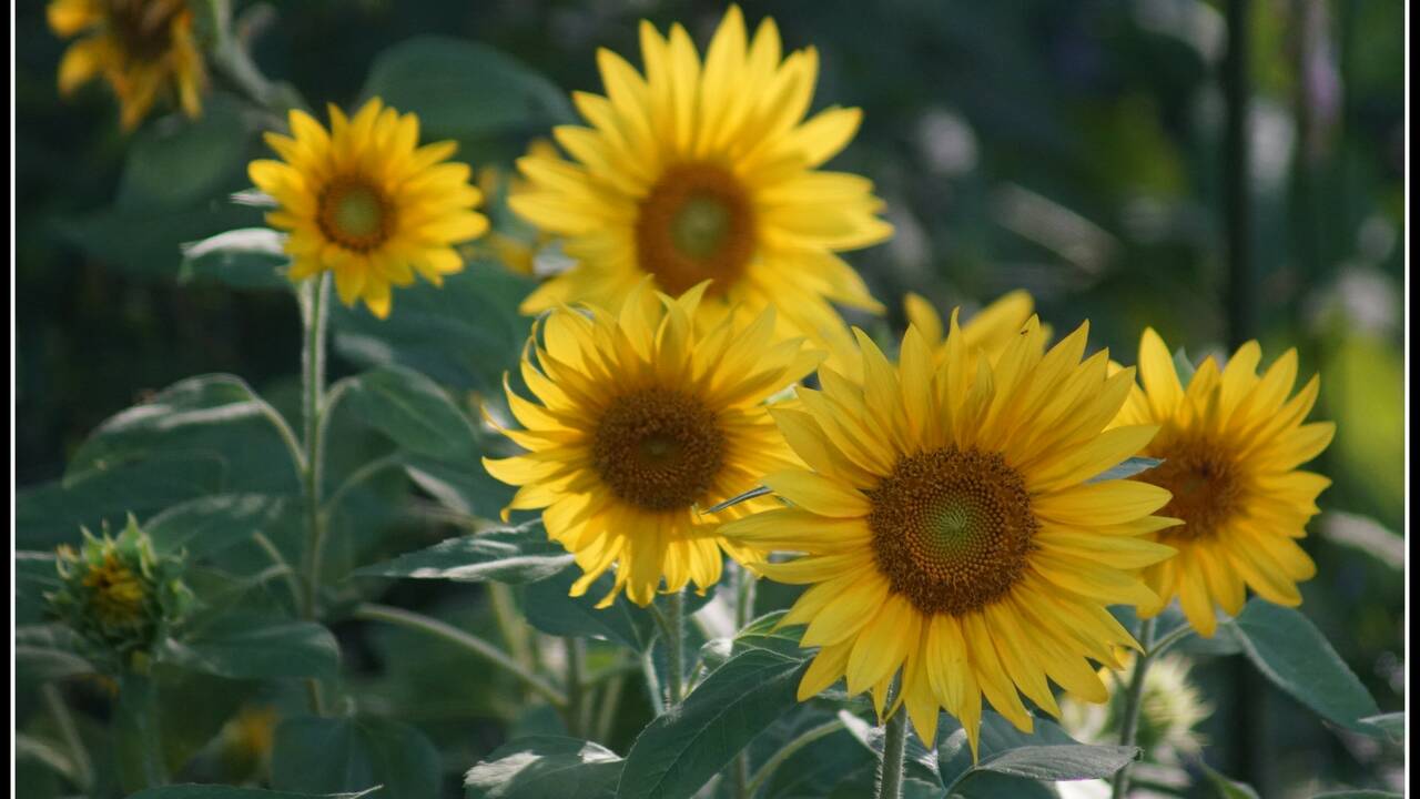 Sunflowers_in_Delco.jpg