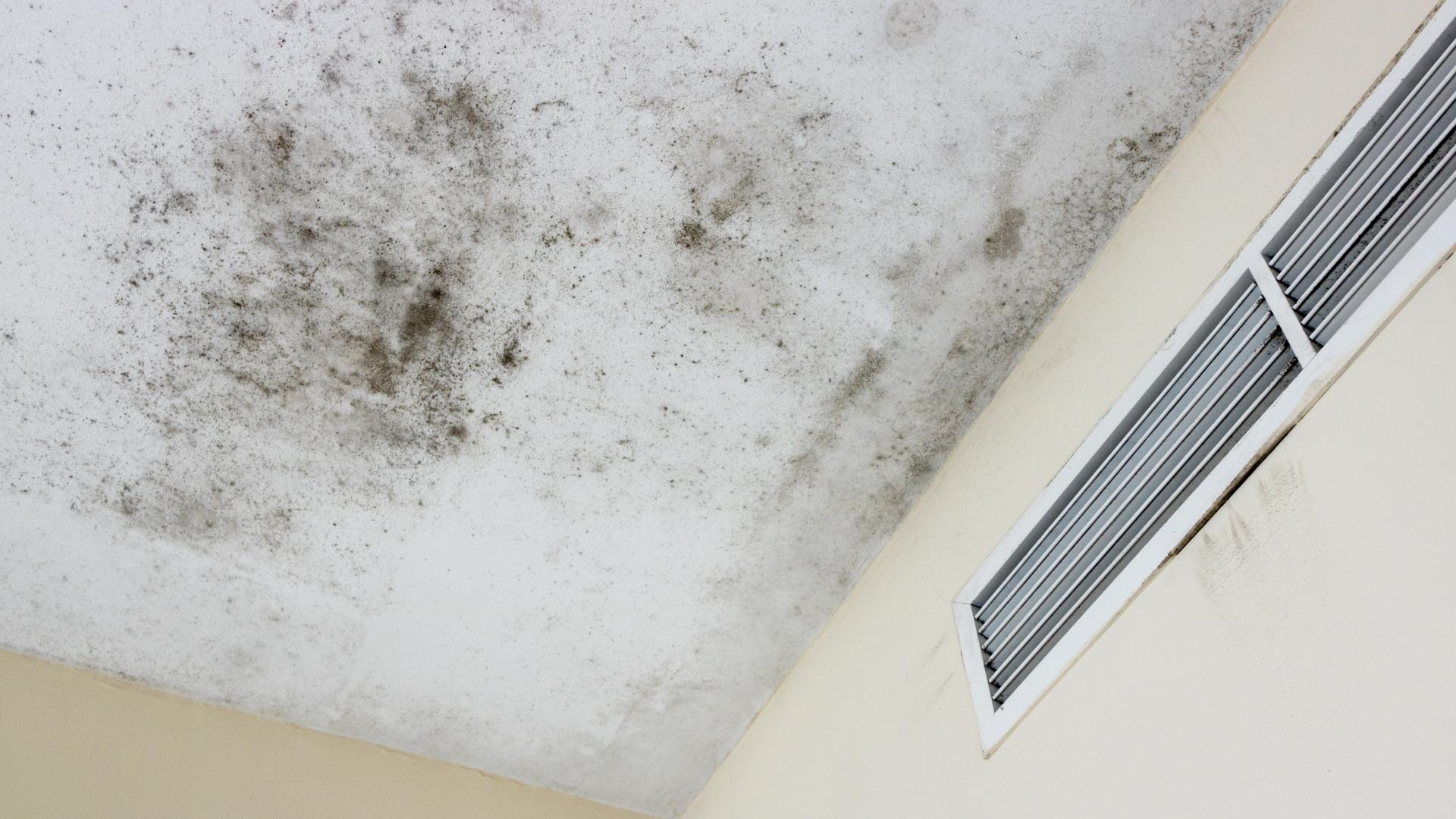 Bannon Home Inspections Launches Certified Mold Testing