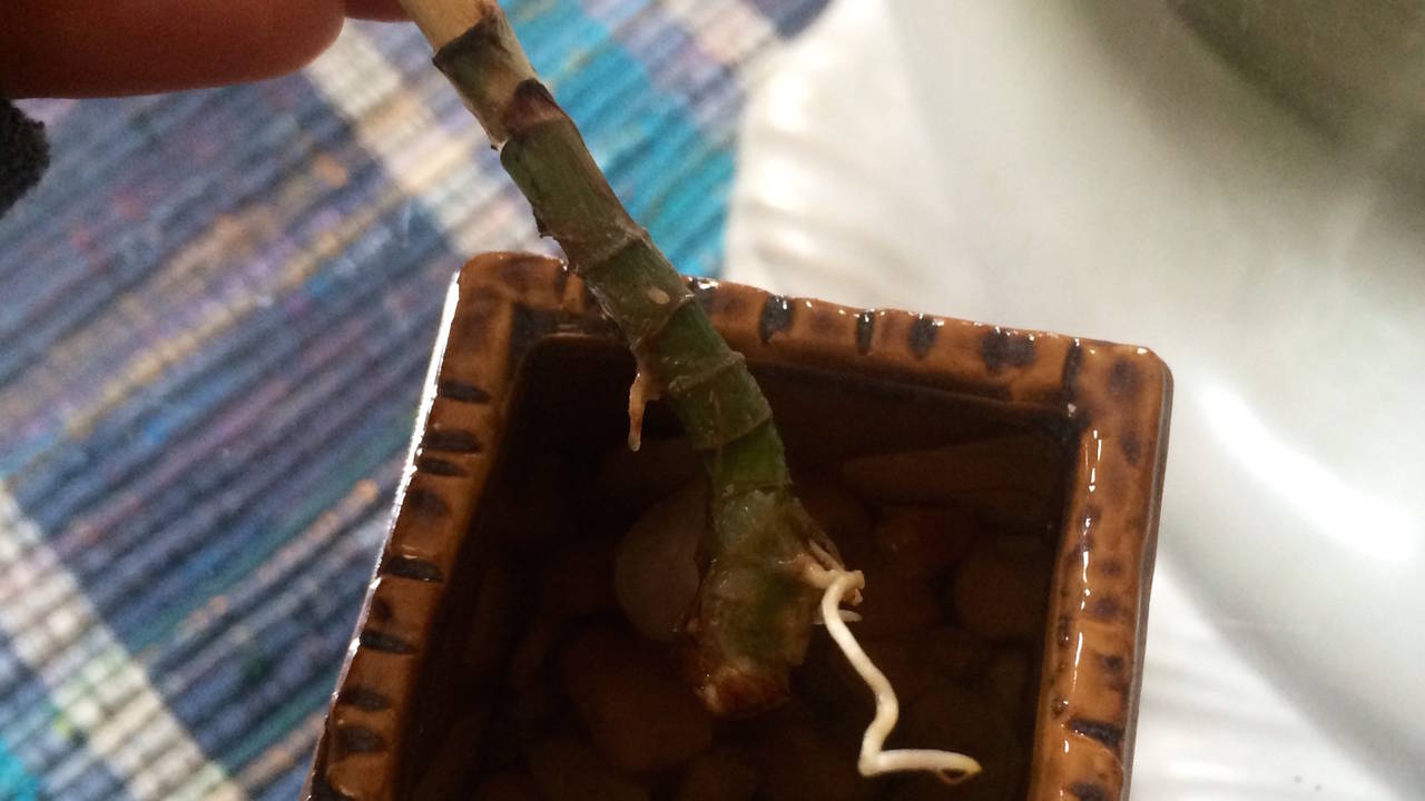 plant_roots.jpg