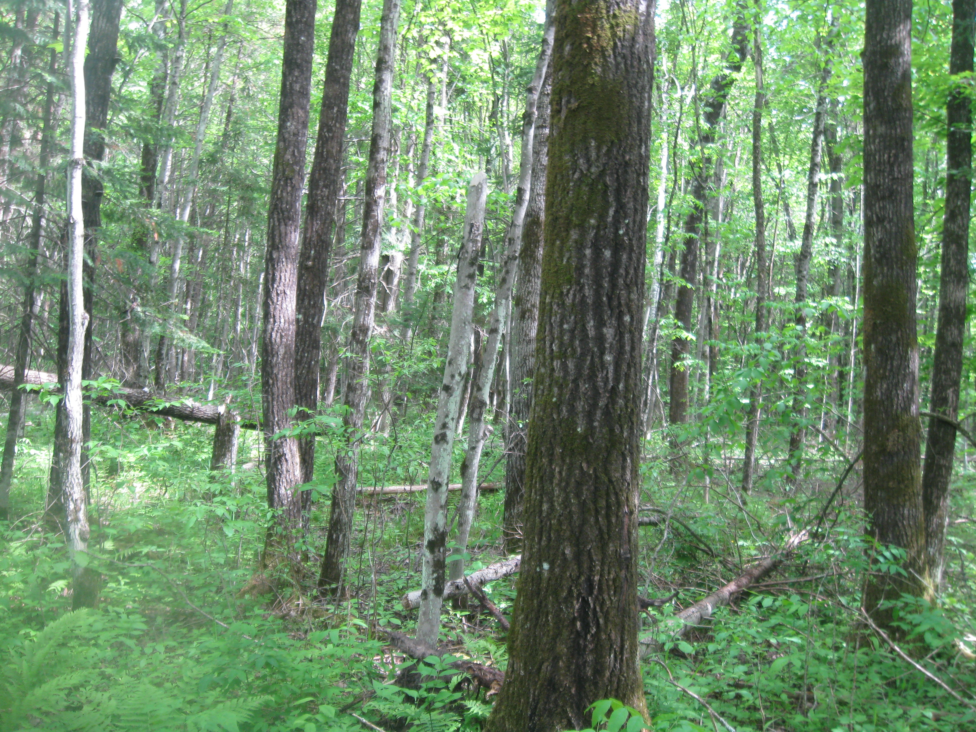 FOREST LAND WANTED AUGUST 2020! RUSK COUNTY HUNTING & T