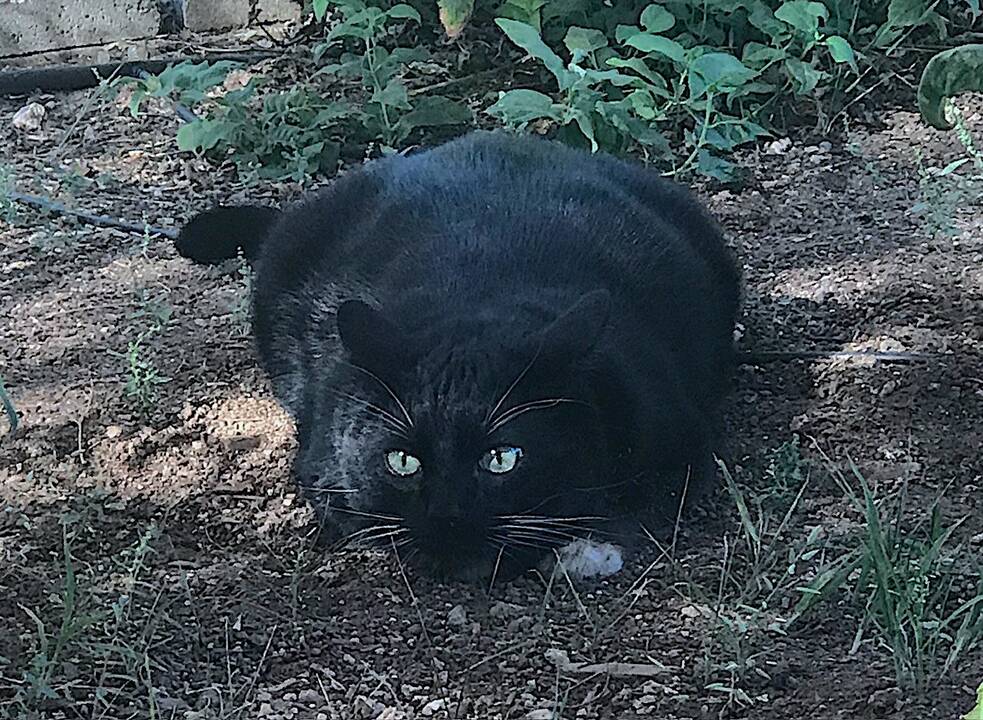 It's Black Cat Appreciation Day