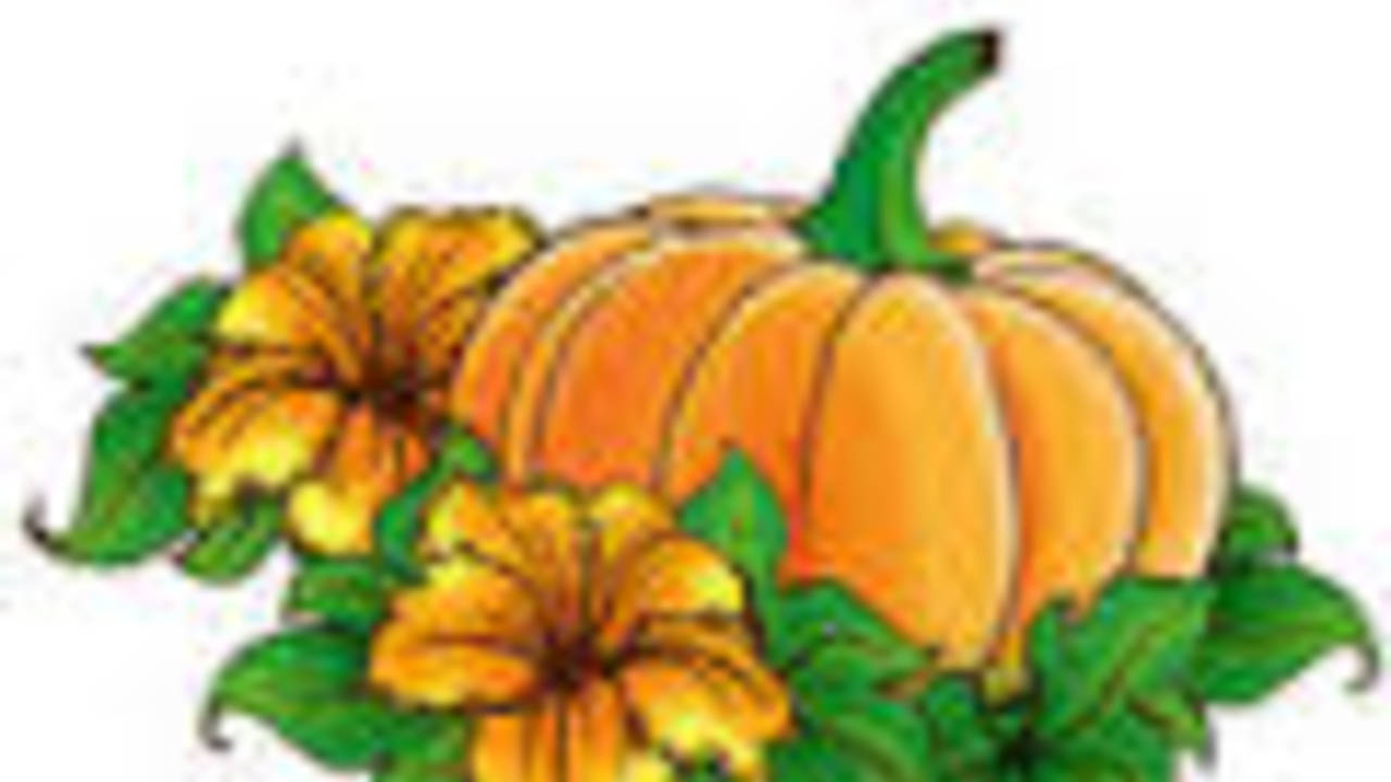 pumpkin_flower.jpg