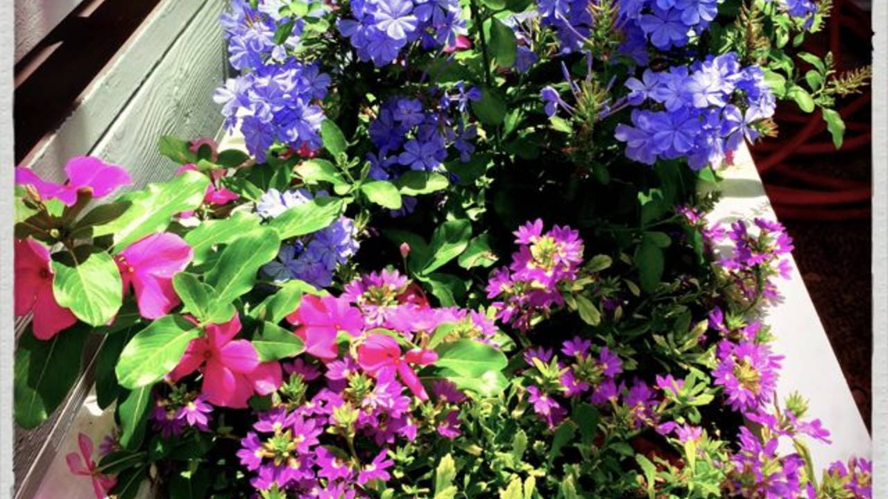flower_box.jpg