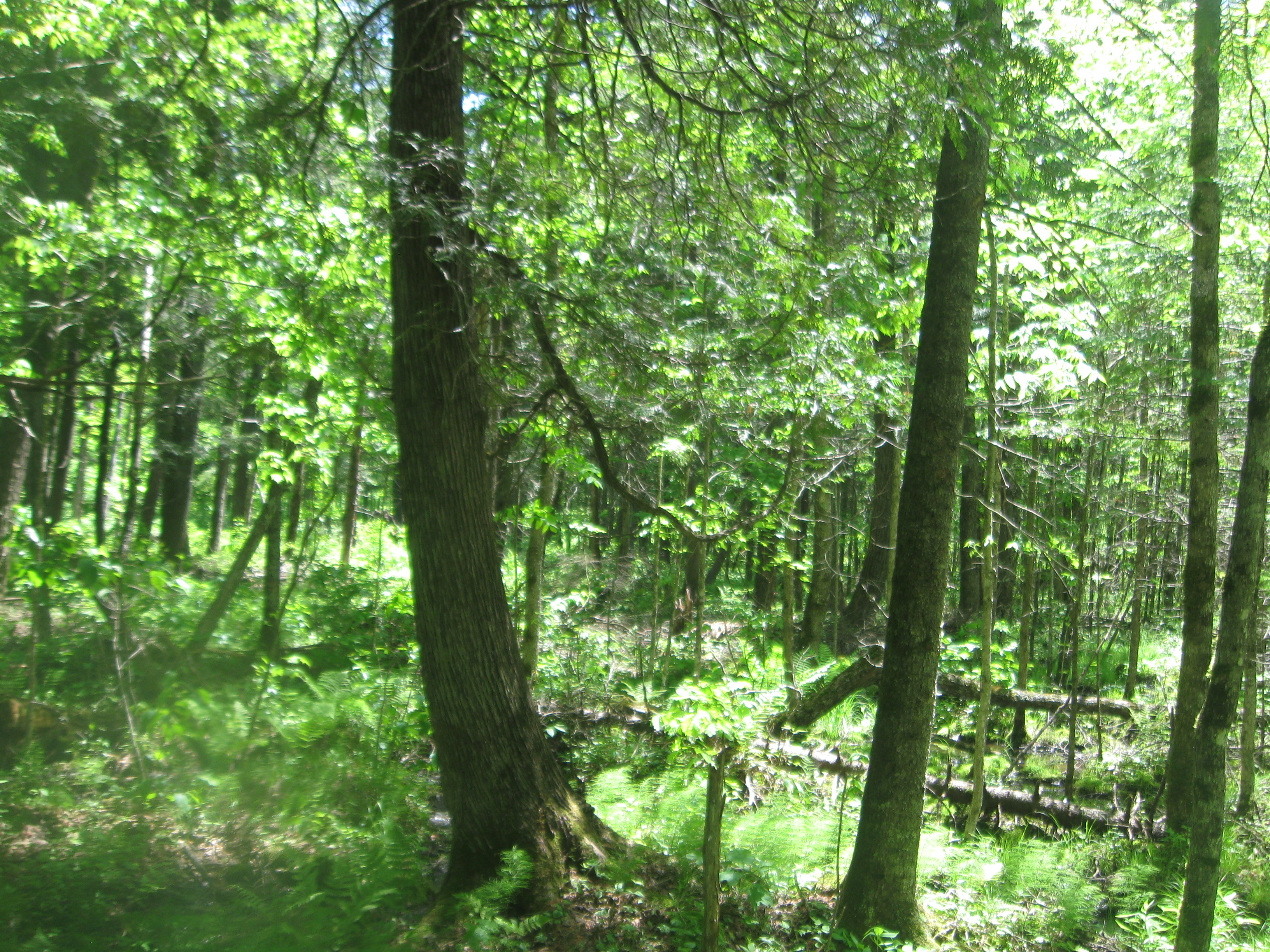 FOREST LAND WANTED AUGUST 2020! LANGLADE COUNTY HUNTING