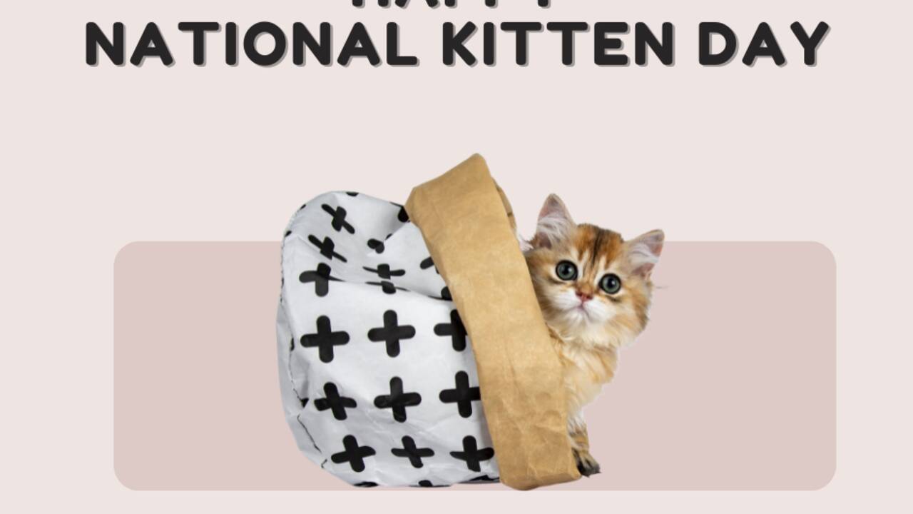 National Kitten Day! Celebrate The Magic Of Kittens