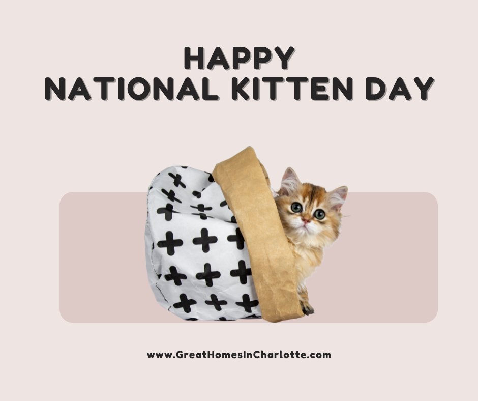 National Kitten Day! Celebrate The Magic Of Kittens