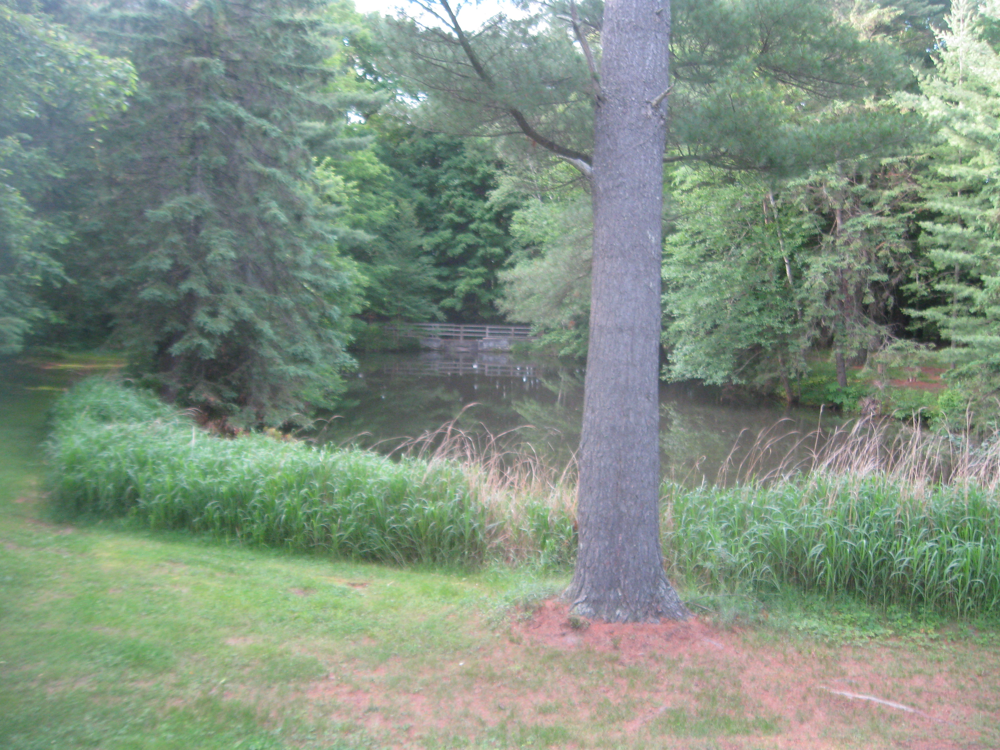 FOND DU LAC COUNTY FOREST HUNTING & TIMBER LAND WANTED!