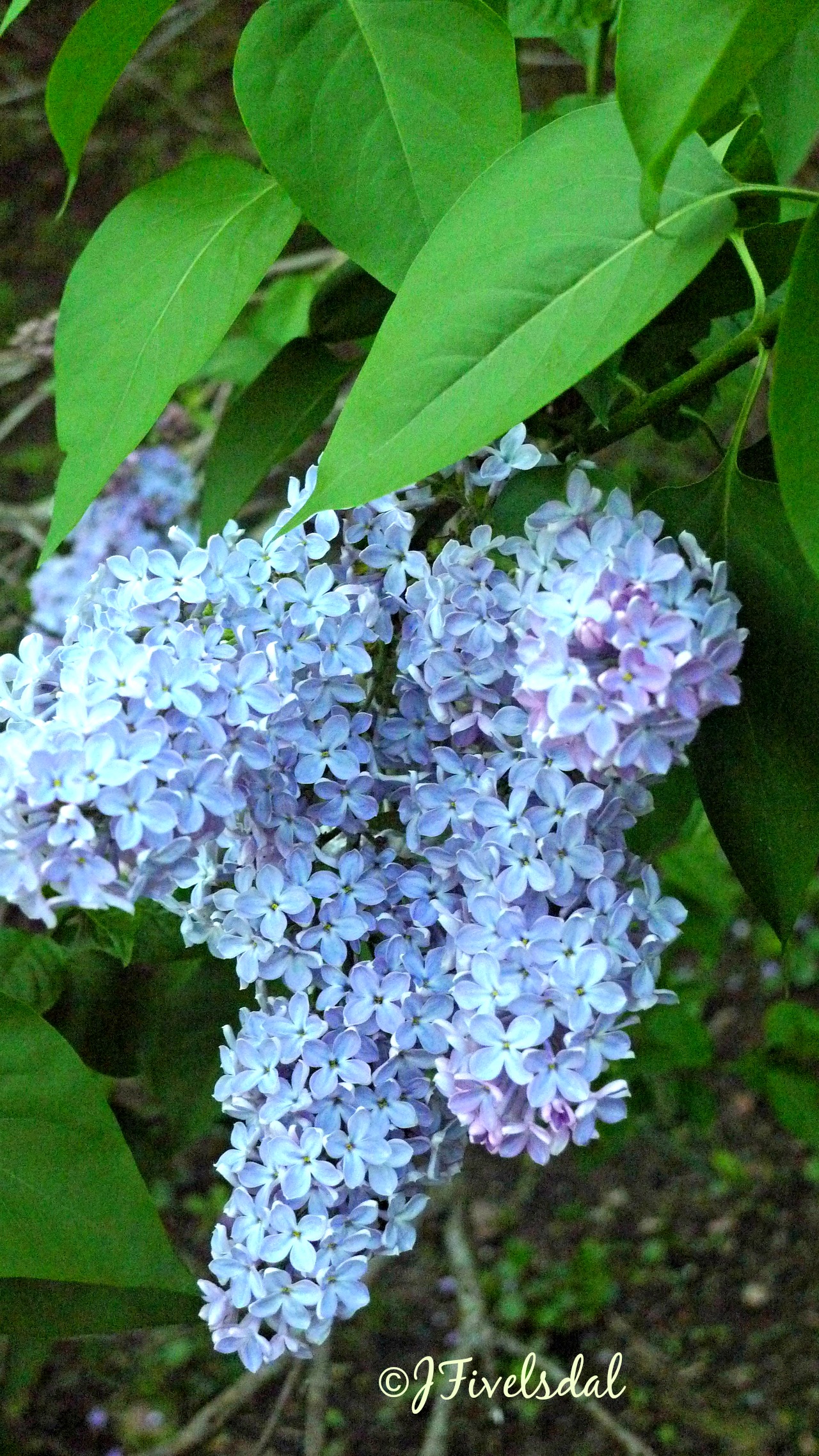 Lilacs great eye candy this time of year