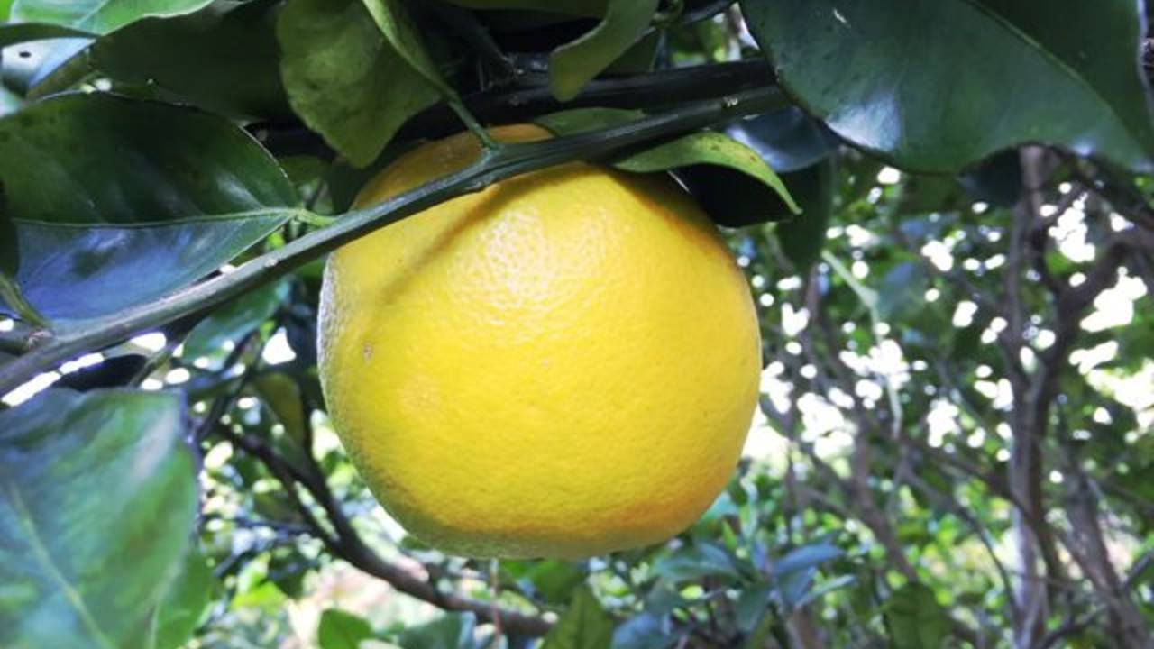 orange_fruit.jpg