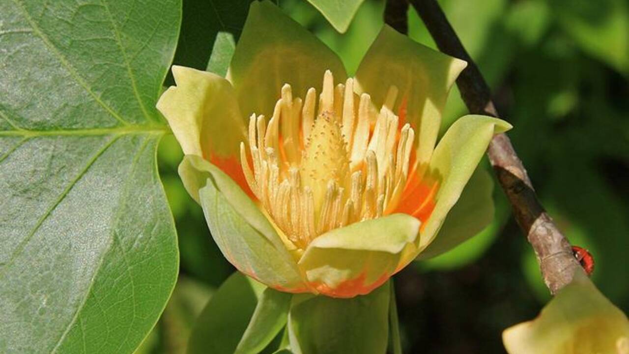 Tn Nursery Reviews Tulip Tree Benefits in Landscaping