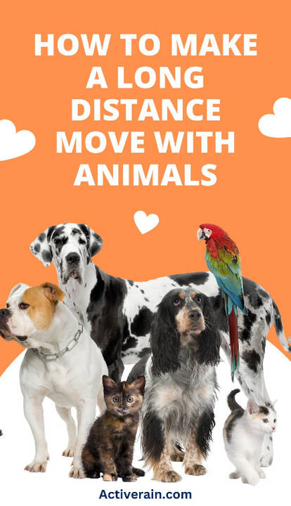 How Much Does Long-Distance Pet Transport Cost?