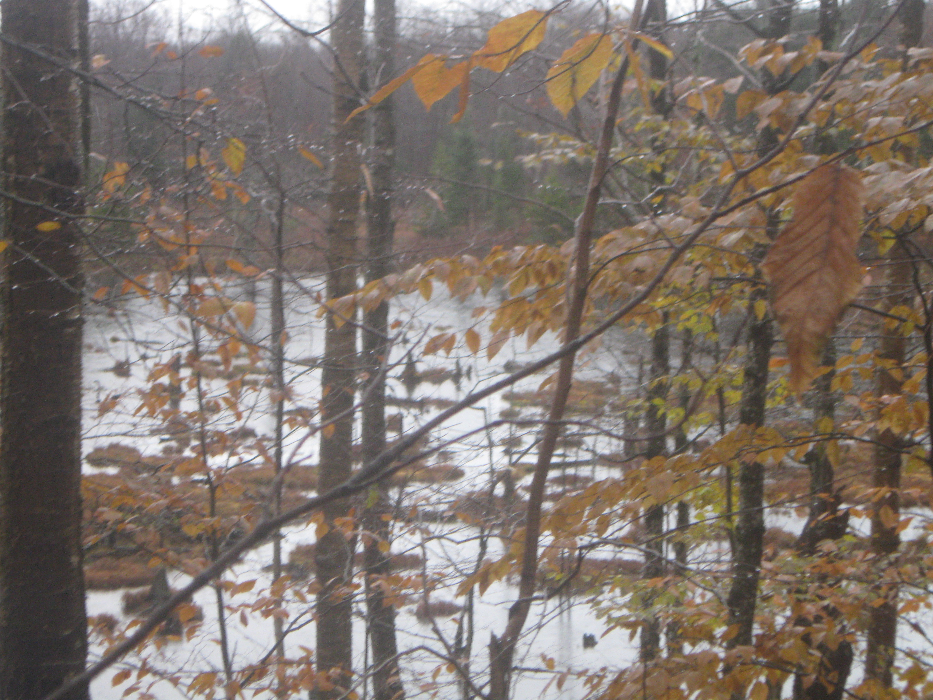 HUNTING & TIMBER LAND WANTED, WINNEBAGO COUNTY FOREST L