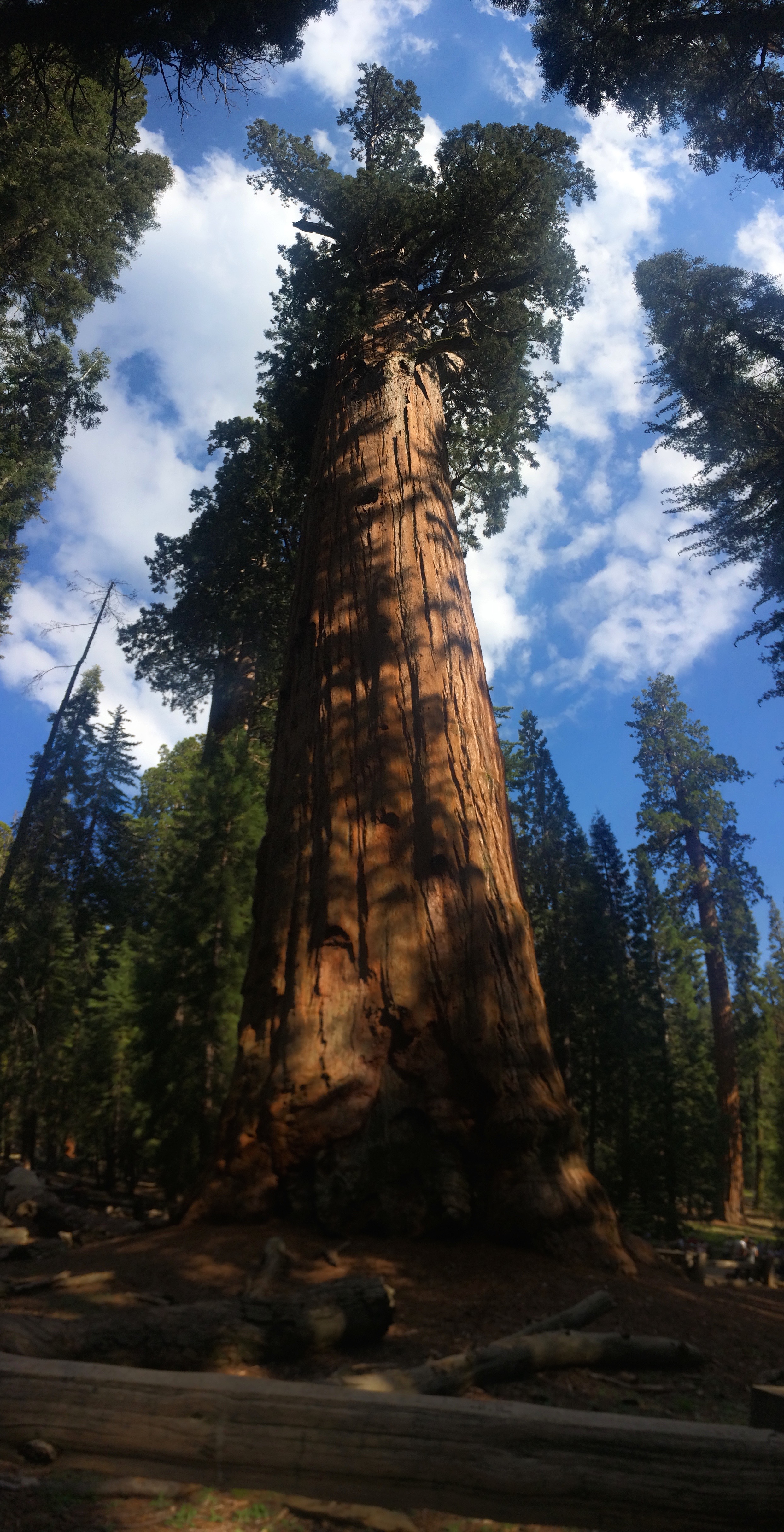 General Sherman A Giant Sequoia Tree In Giant Sequoia National Park ...