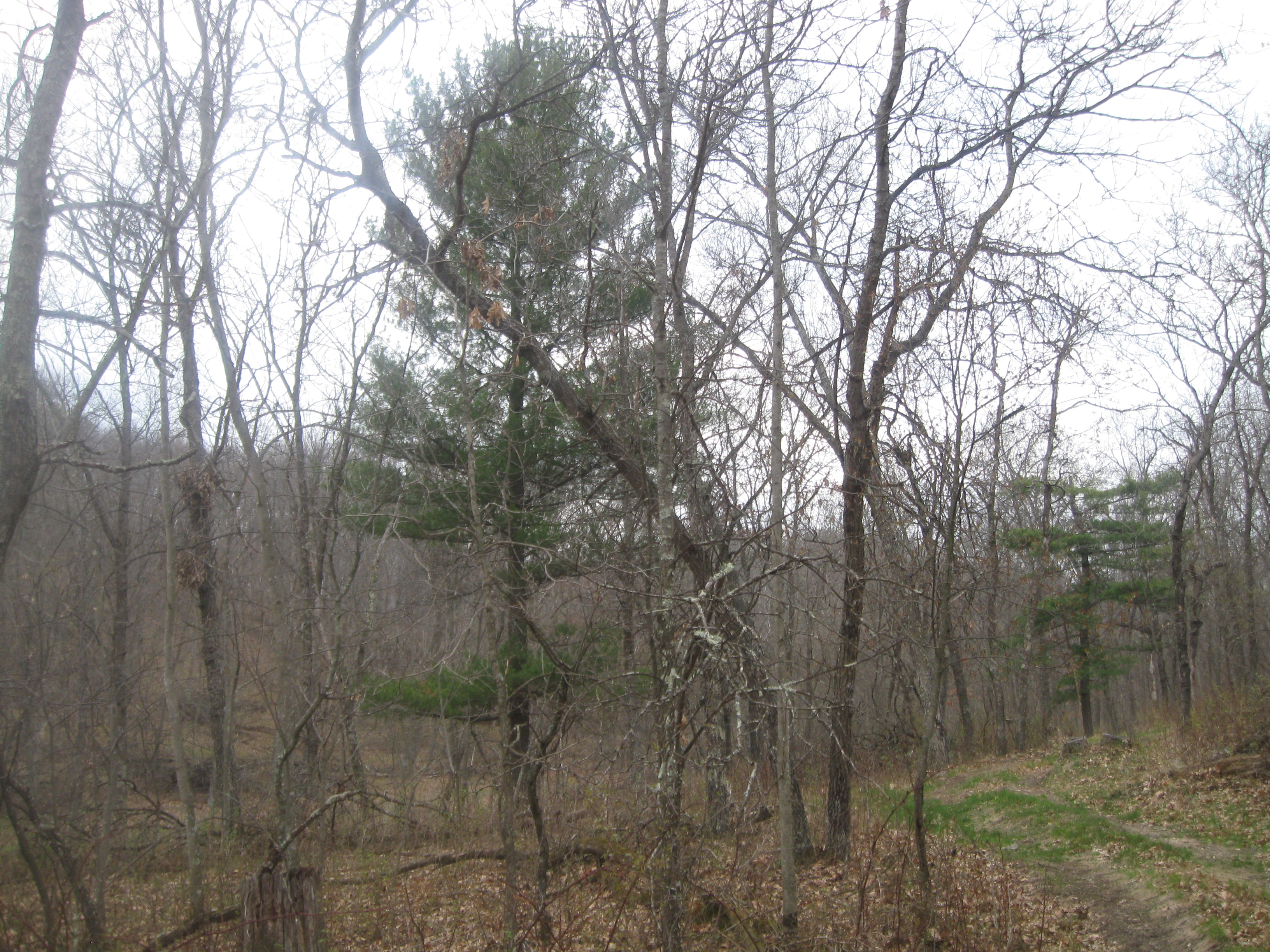 SOLD MARKET REPORT FORESTLAND Buffalo County; Hunting