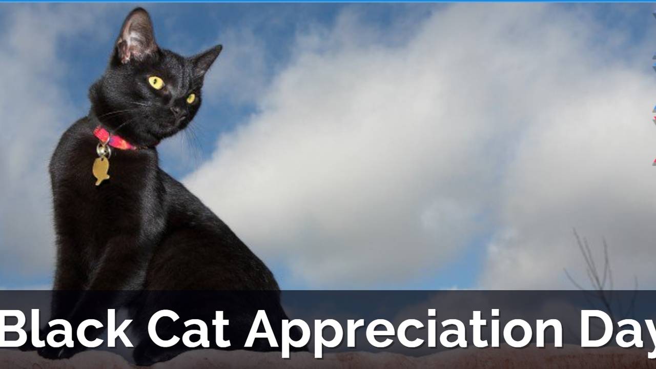 It's Black Cat Appreciation Day Today, August 17th! 17