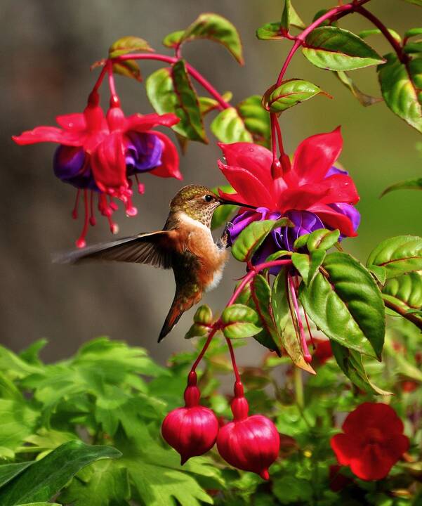 Hummingbirds Are One of Nature's Exquisite Creatures