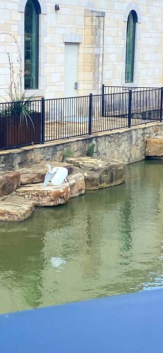 egret_riverwalk.jpg