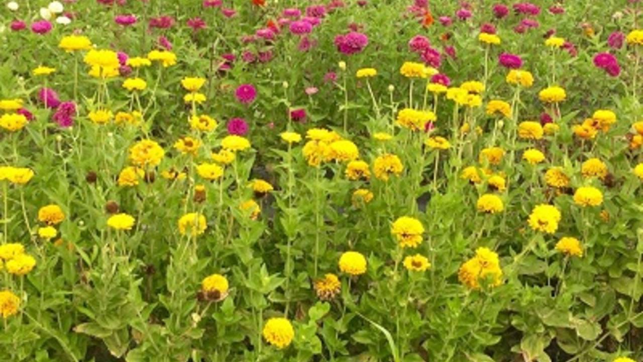 Flowers_in_a_field_near_Tubman_museum1.jpg