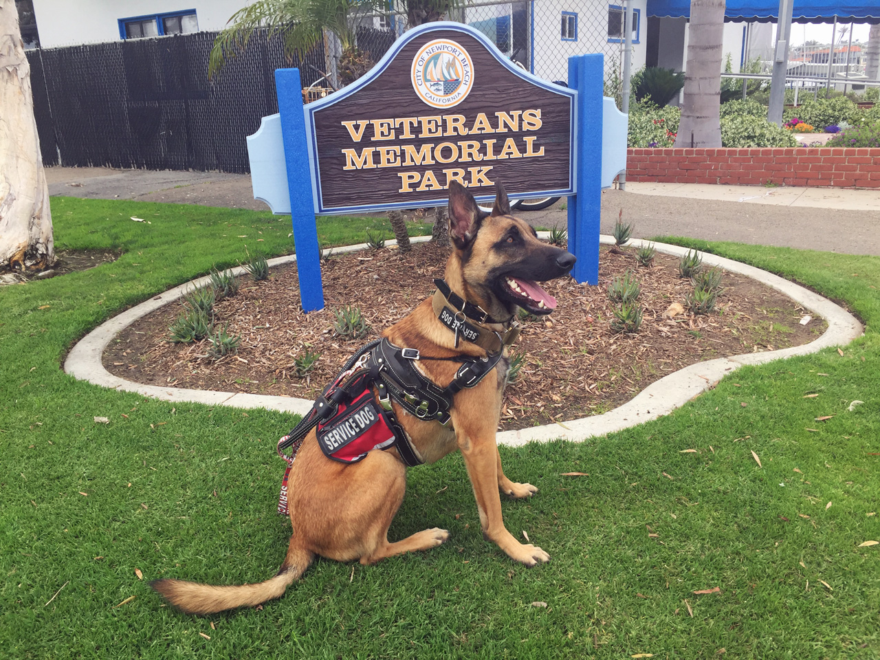 My Life as a Service K9