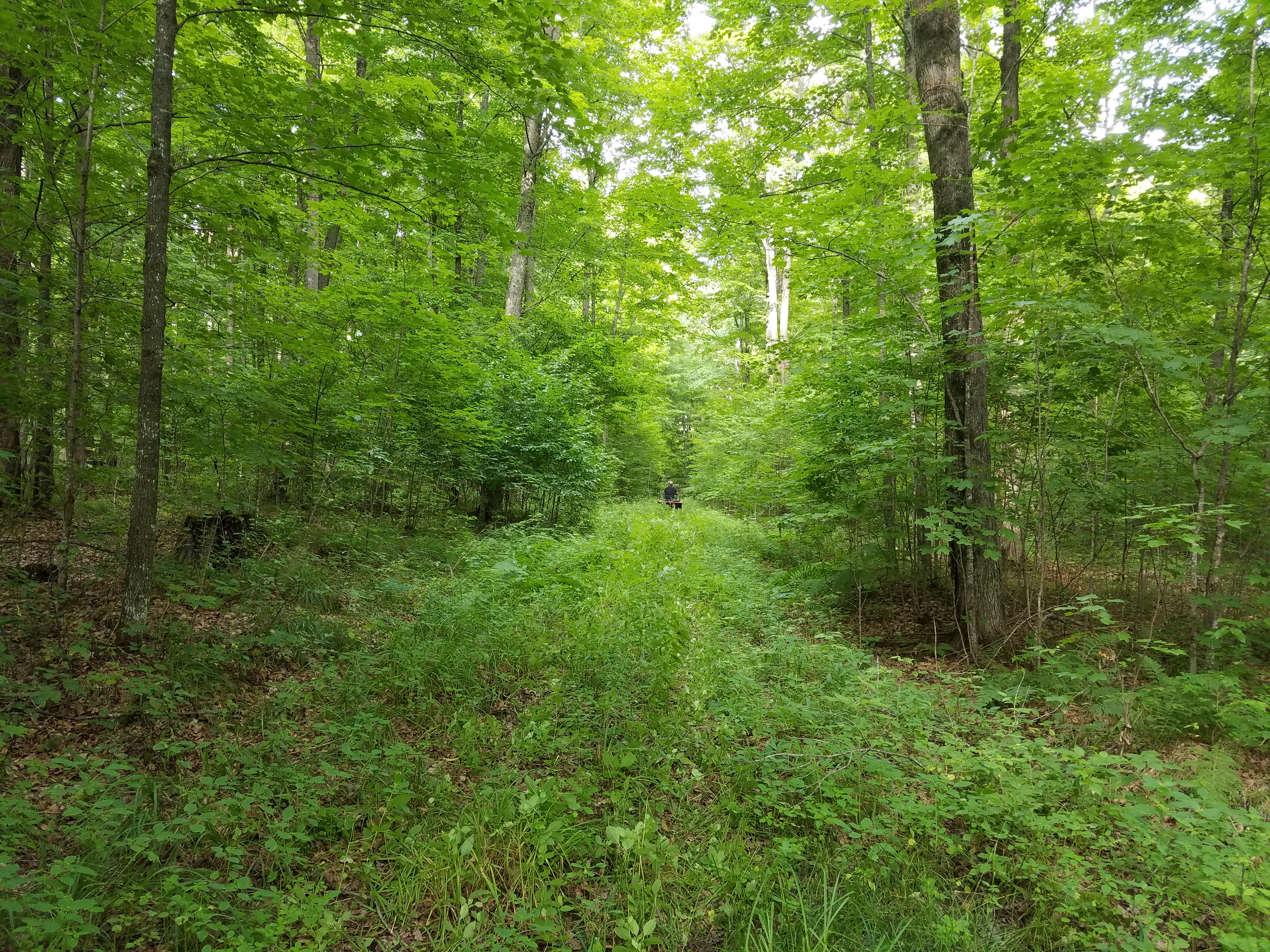 WANTED! LANGLADE COUNTY FOREST HUNTING & TIMBER LAND