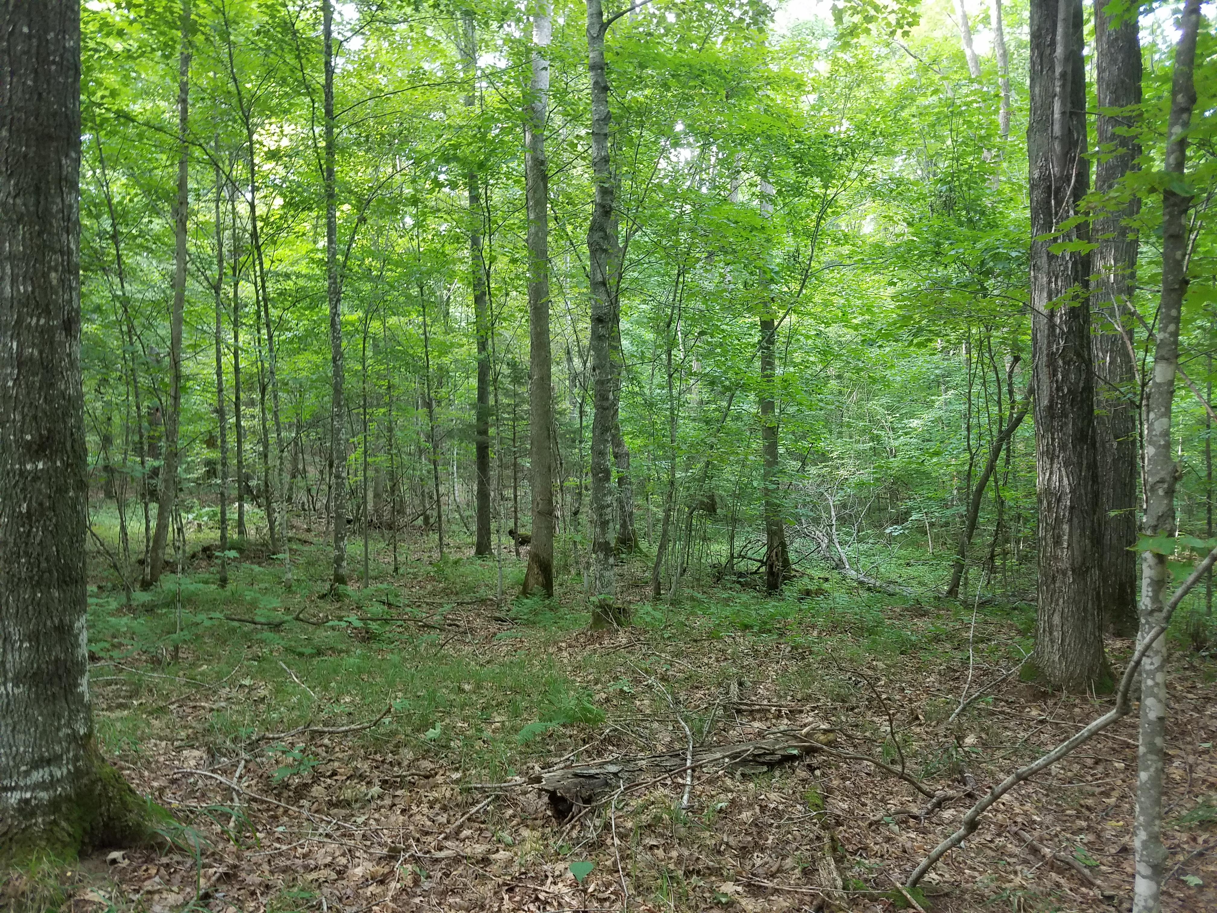 WANTED! ONEIDA COUNTY FOREST HUNTING & TIMBER LAND